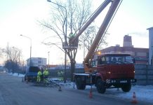 Wycinka drzew bez zezwolenia