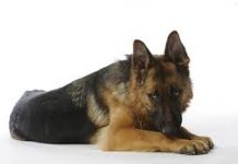 Pies do wykrywania narkotyków