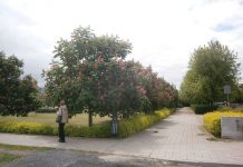 Sikorki walczą ze szrotówką