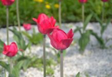 Najładniejszy ogród w Gminie Kotla