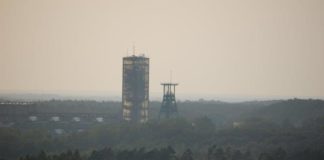 Dodatkowe nasadzenia w rejonie nadleśnictwa Chocianów