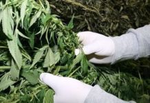 Policjanci zlikwidowali uprawę narkotyków