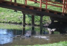 Głogowianie apelują o oczyszczenie oczek wodnych