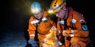 Psy – ratownicy w kopalniach KGHM
