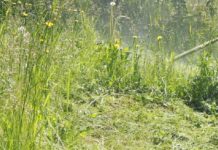 Wysokie trawy ograniczają widoczność na drogach