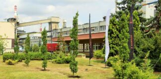 Huta Miedzi Głogów świętuje 50-lecie – przy oddziale KGHM Polska Miedź S.A. posadzono 5 dębów