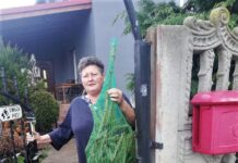 Jodełka prosto z lasu pod drzwi mieszkańców gminy Kotla