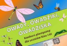 Konkurs dla klas I-III. Owady, owadziki, owadziska