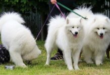 Wystawa psów rasowych