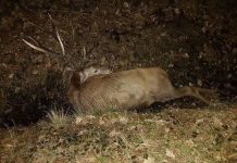 Zderzenie z jeleniem