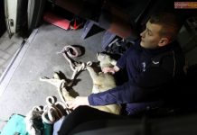 Sarna błąkała się po mieście